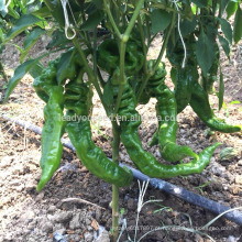 P33 Rowong f1 híbrido maturação precoce sementes de pimenta verde quente forma especial